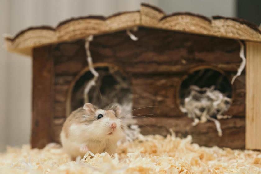 woman suffers hamster bite