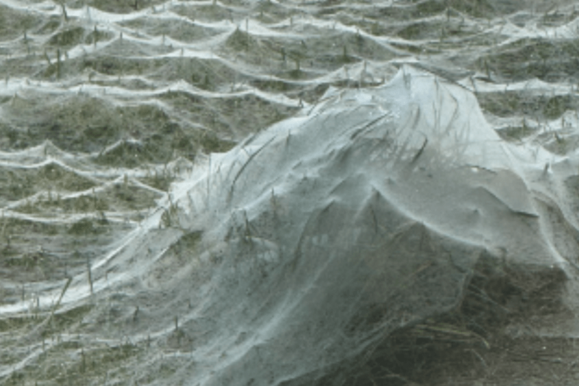 Close up of Spider web left on mans yard on Halloween