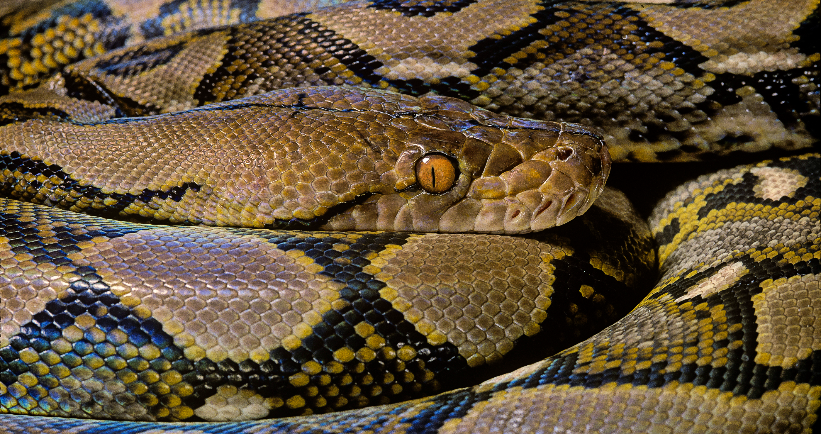 Disney star saves flight from snakes on a plane