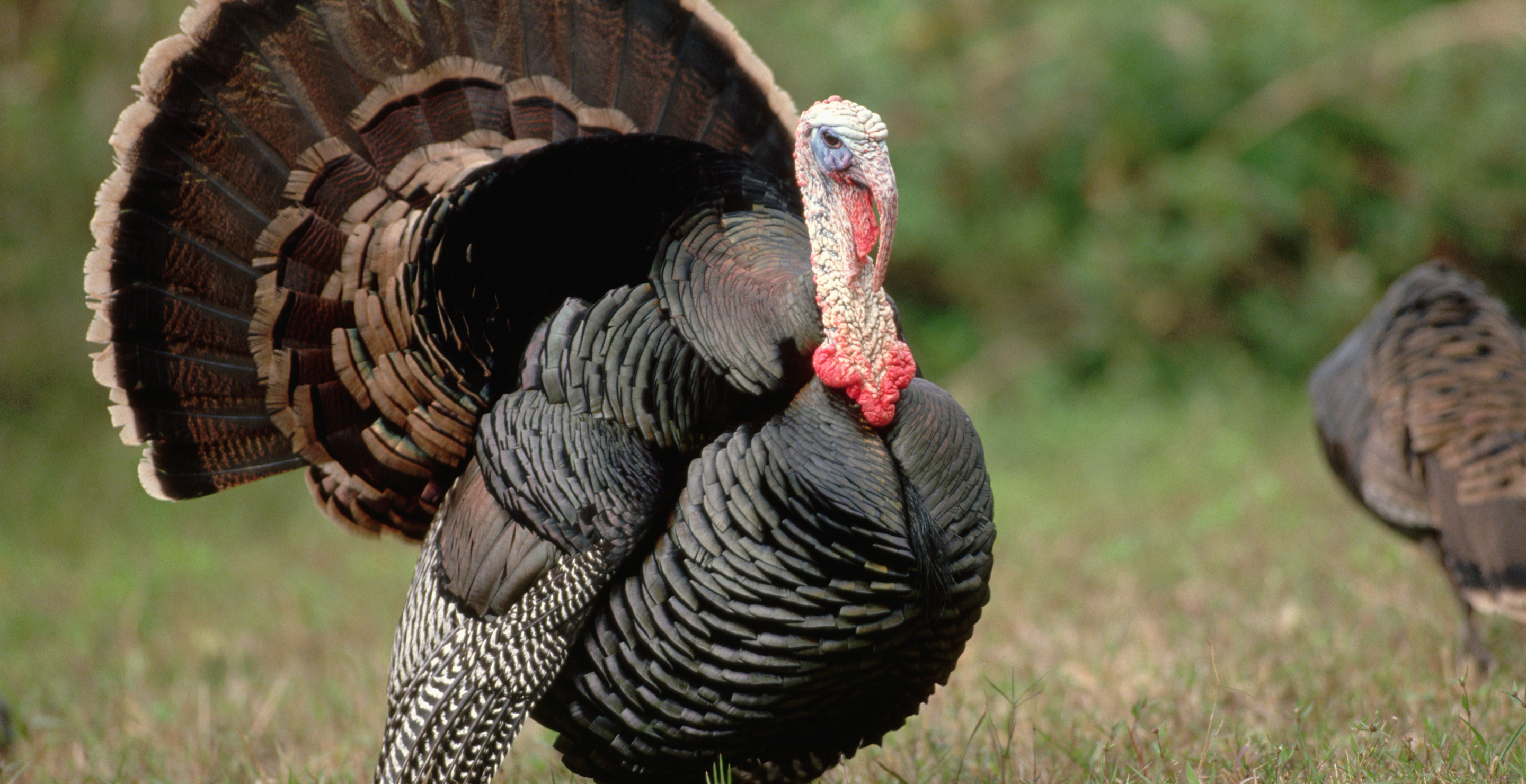 Forget Buying A Turkey, Hunt Your Own This Thanksgiving Like These Fellow Hunters