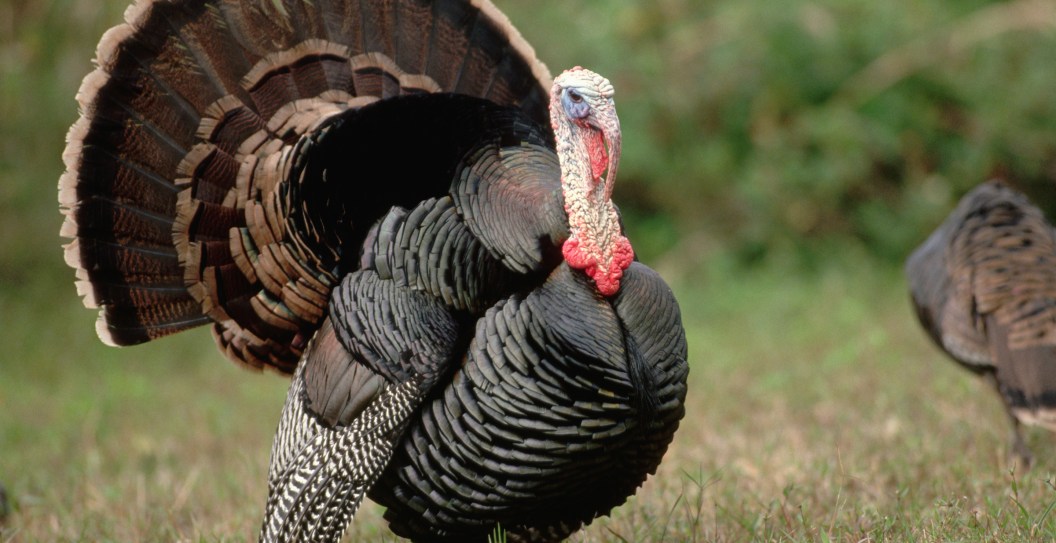 Forget Buying A Turkey, Hunt Your Own This Thanksgiving Like These Fellow Hunters