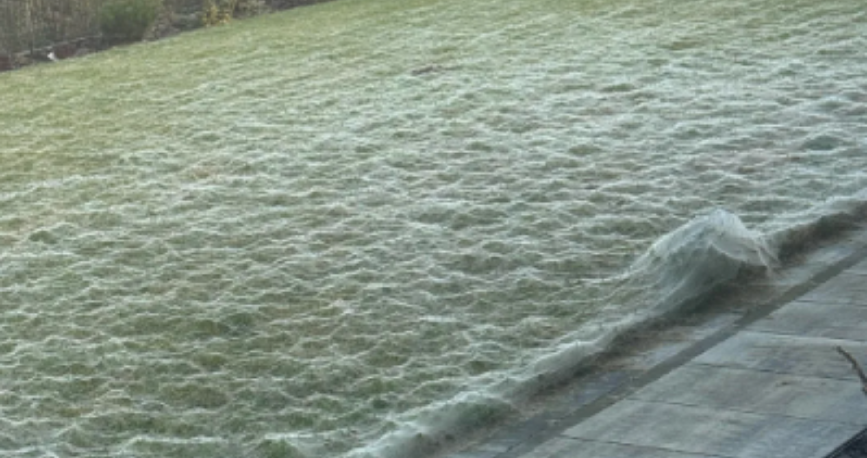 Halloween Horror Spider Web All Over Yard
