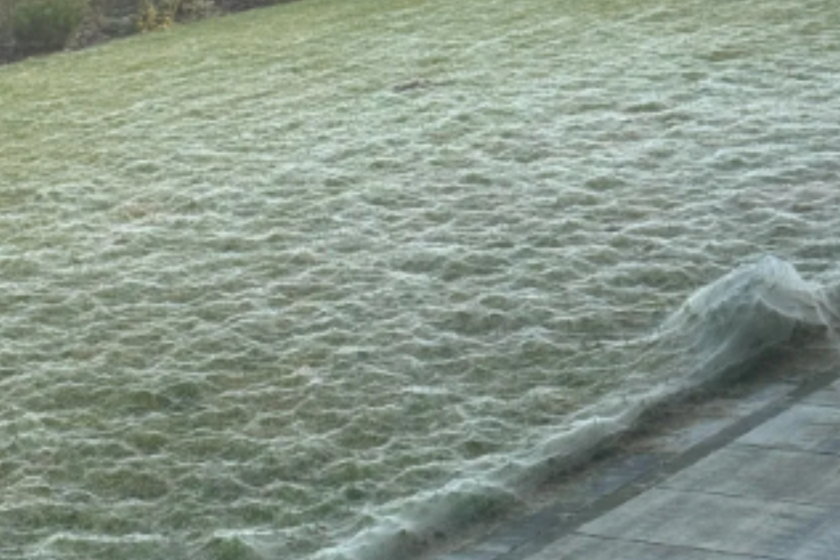 Halloween Horror Spider Web All Over Yard