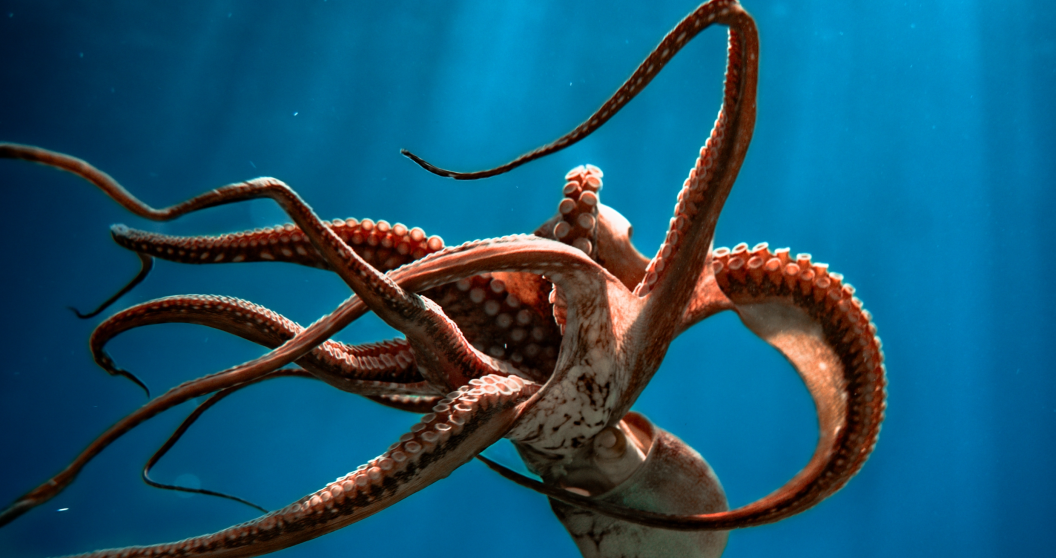 Octopus in the ocean
