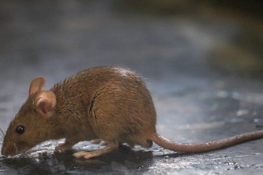 Pet Owner Calls For Help After Getting Overwhelmed With Over Thousand Mice Breeding Out Of Control