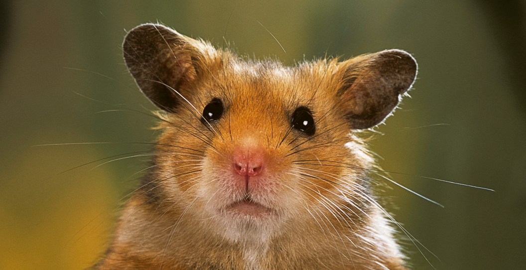 Plane Grounded For Five Days After 130 Hamsters Break Free From Their Cages In Cargo Hold