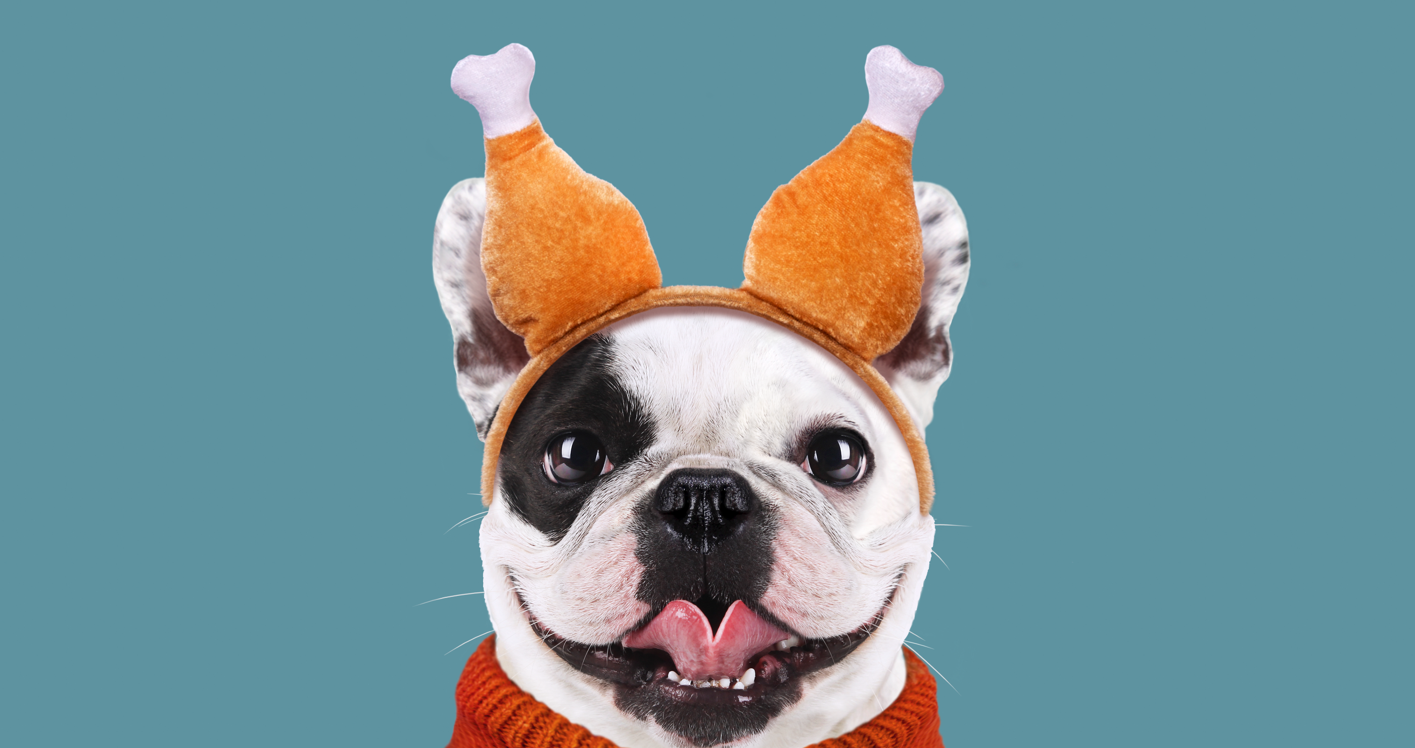 Thanksgiving dog