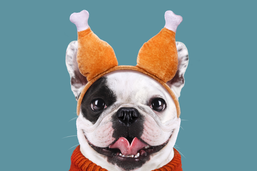 Thanksgiving dog