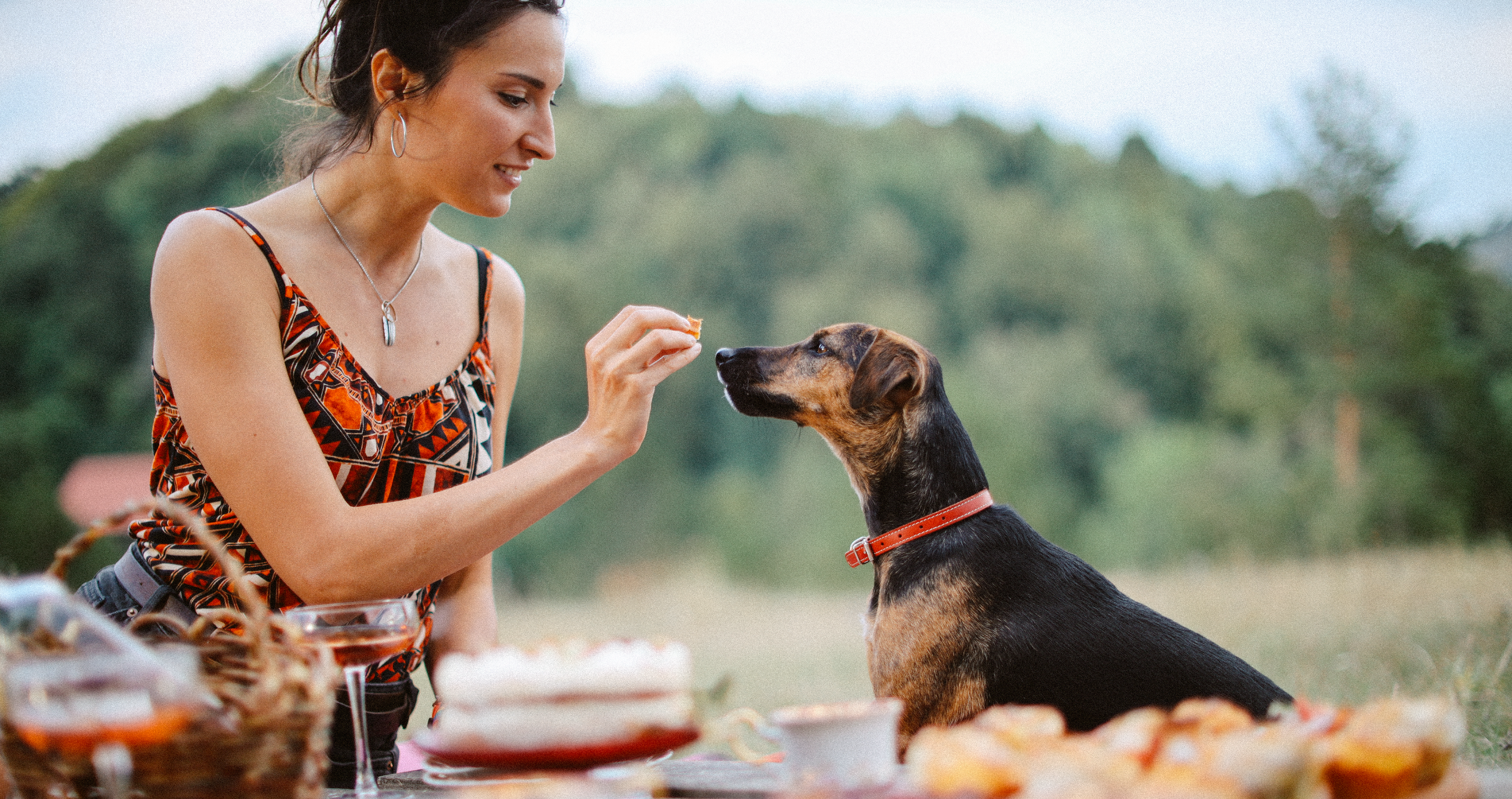 Thanksgiving food that is safe for dogs