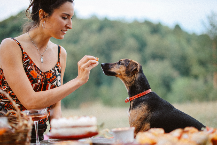 Thanksgiving food that is safe for dogs