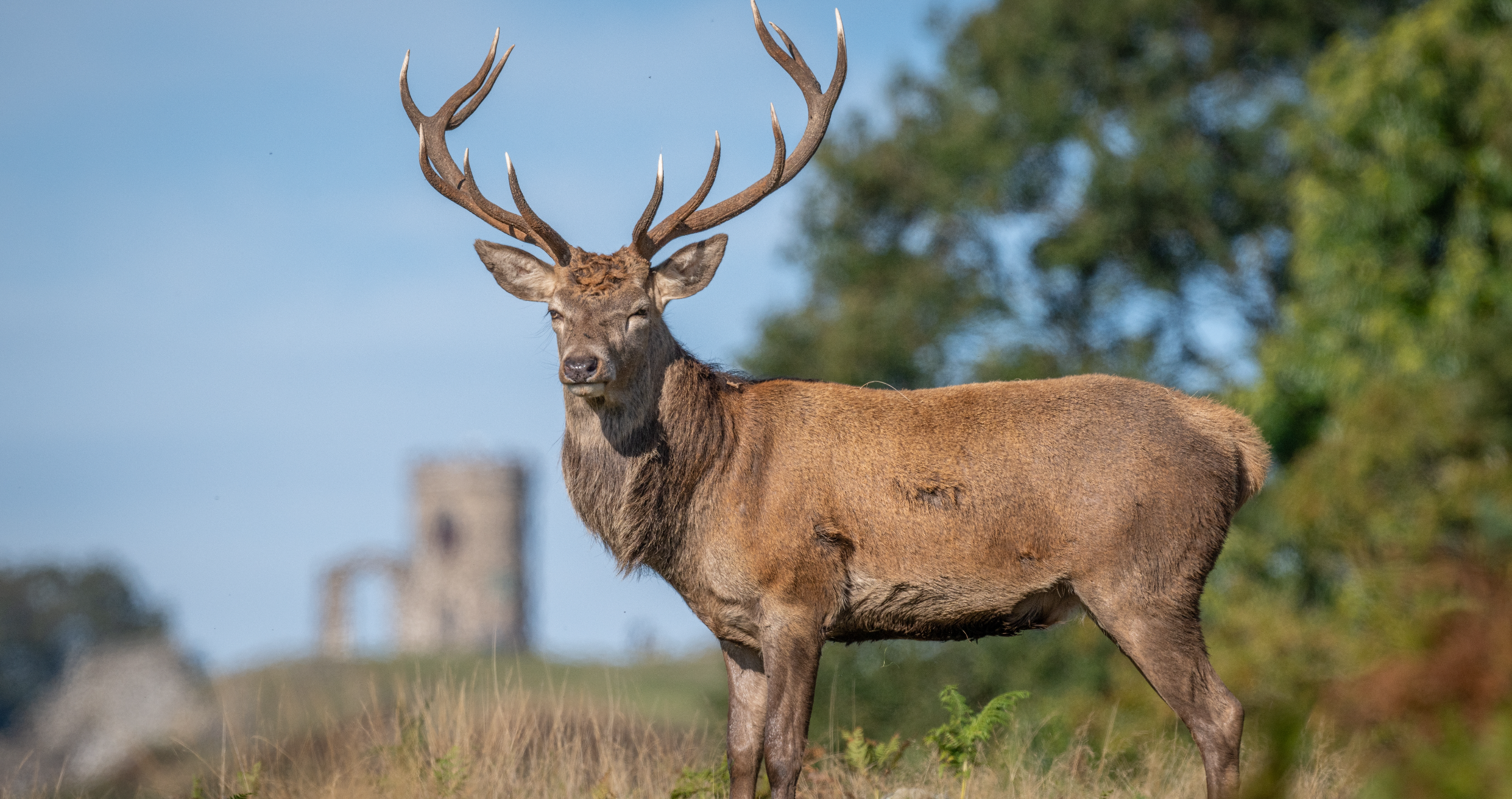 animal's social behavior changes as they age