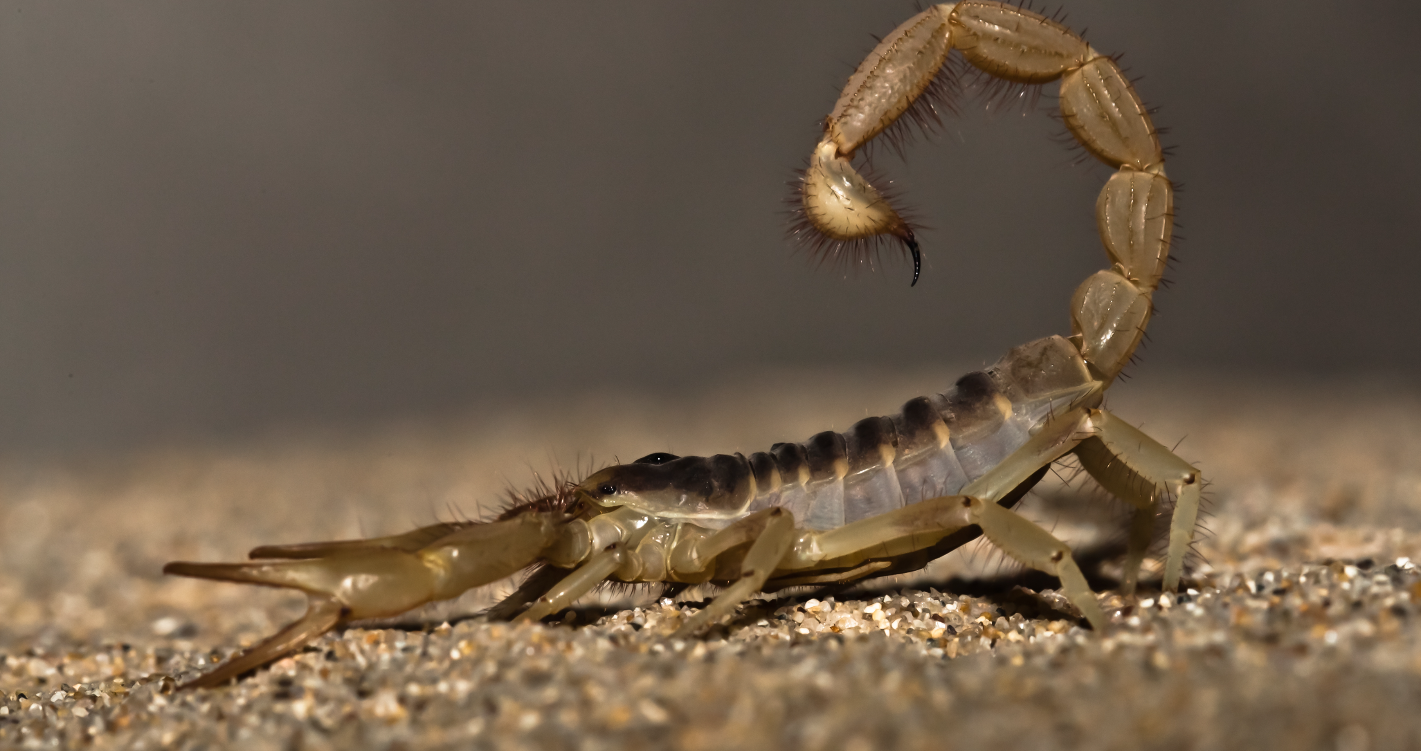 avoid scorpions tips for surviving in the desert