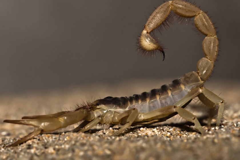 avoid scorpions tips for surviving in the desert