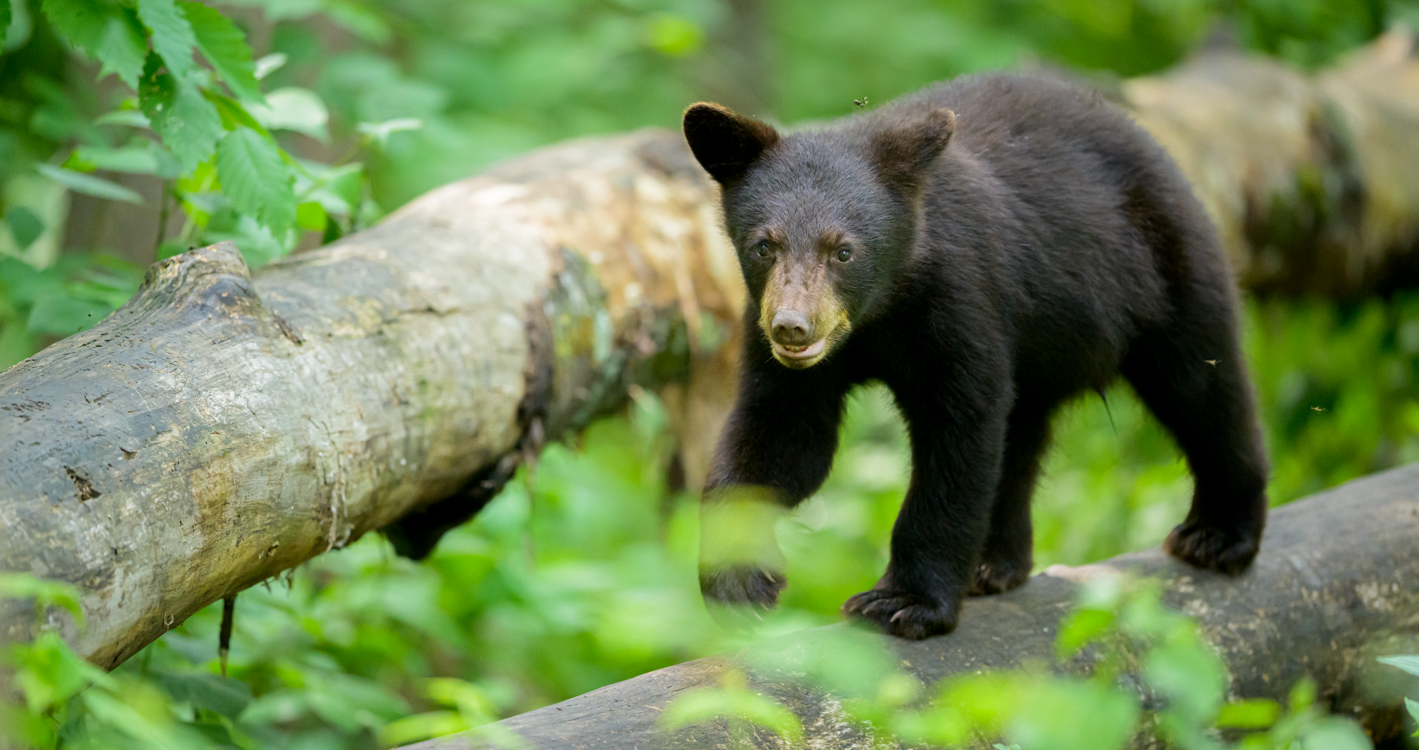 black bear cub selfie bear
