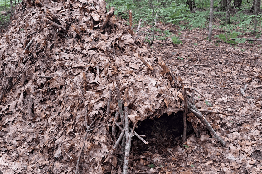 debris hut