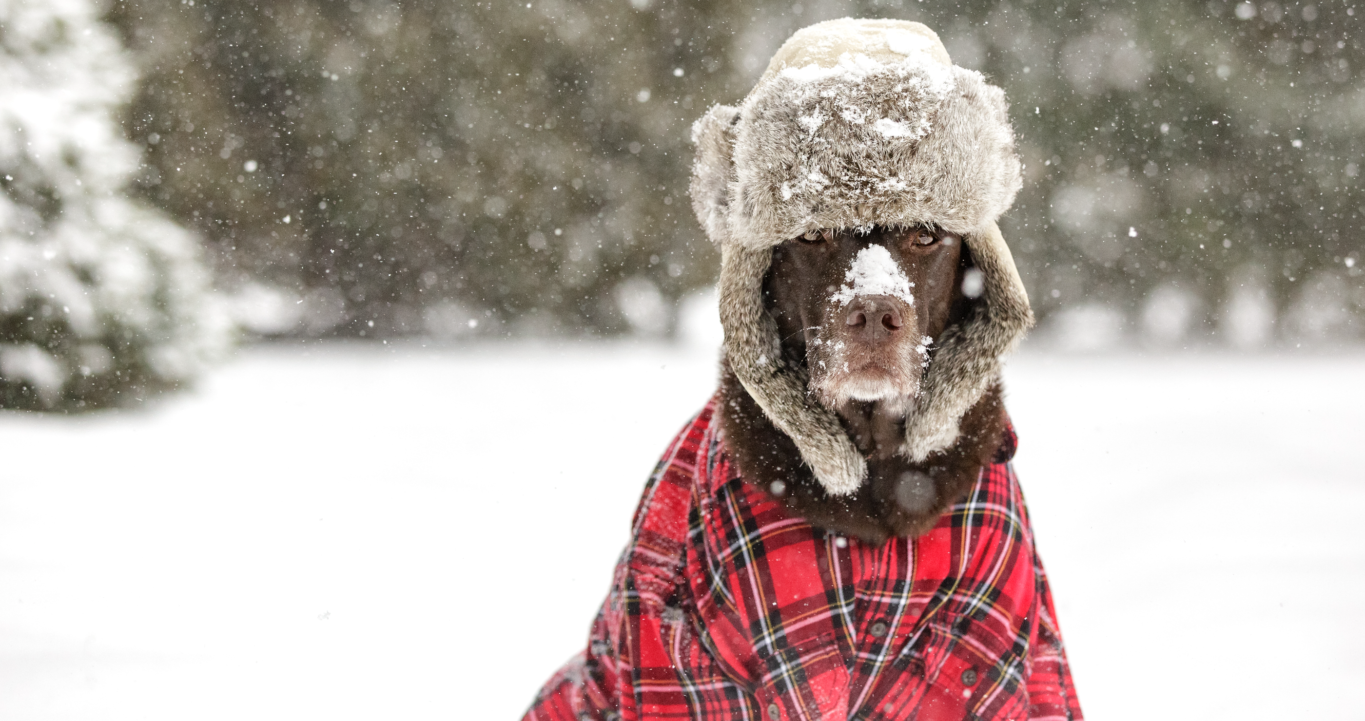 dog in winter clothing