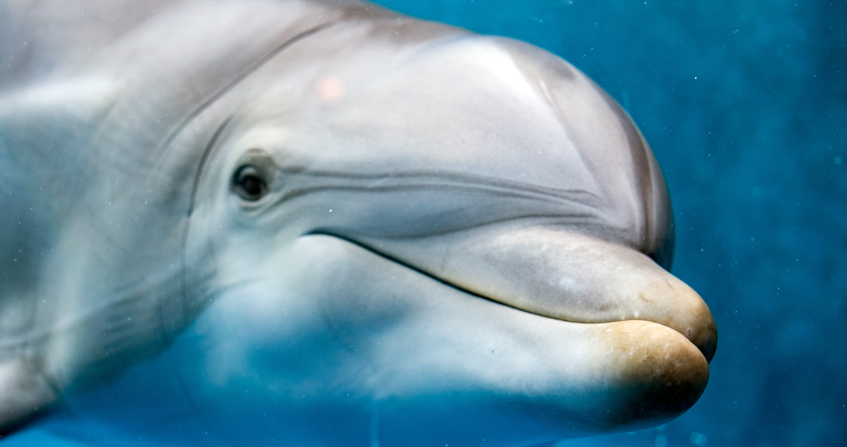 dolphin