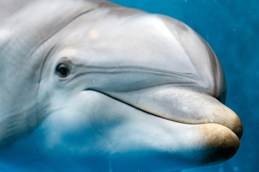 dolphin