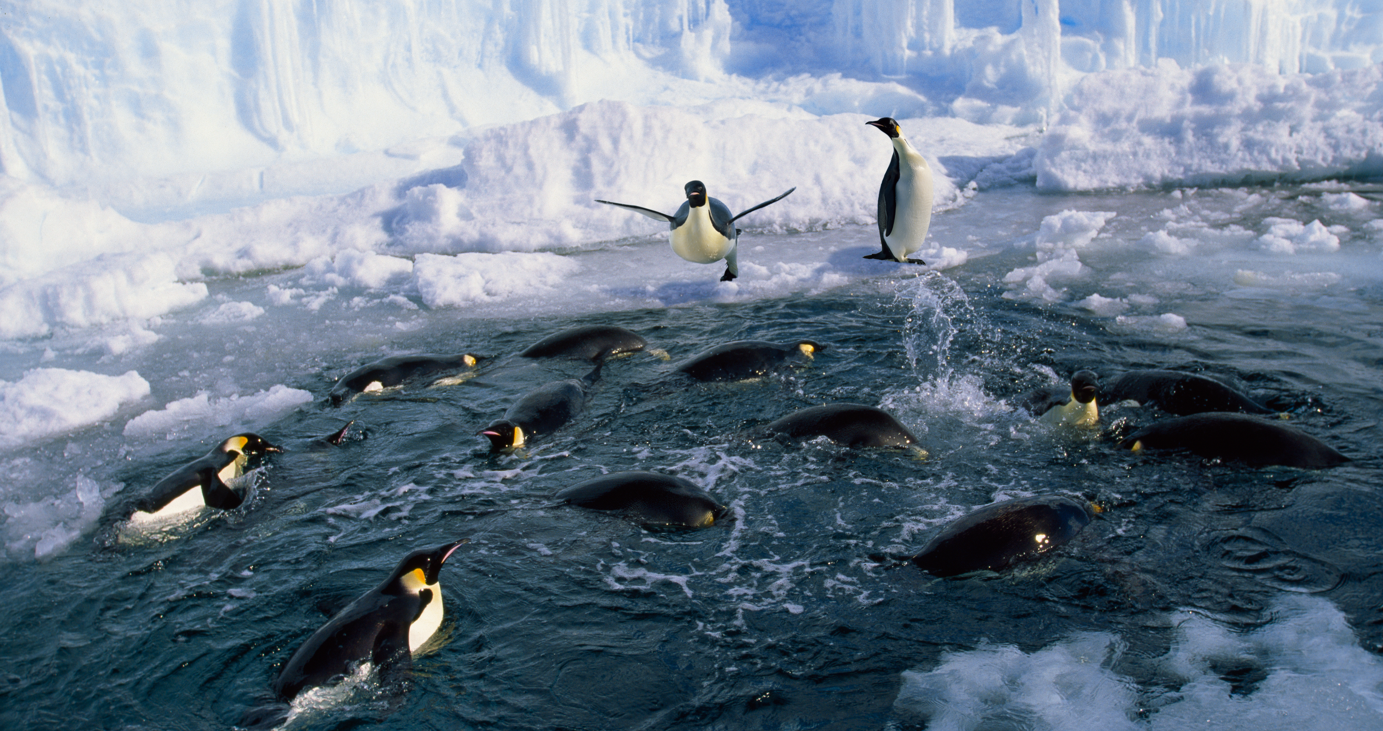 emperor penguin is returned to sea after 20 days