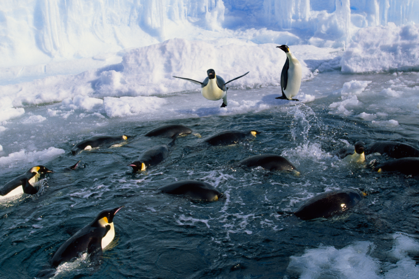 emperor penguin is returned to sea after 20 days