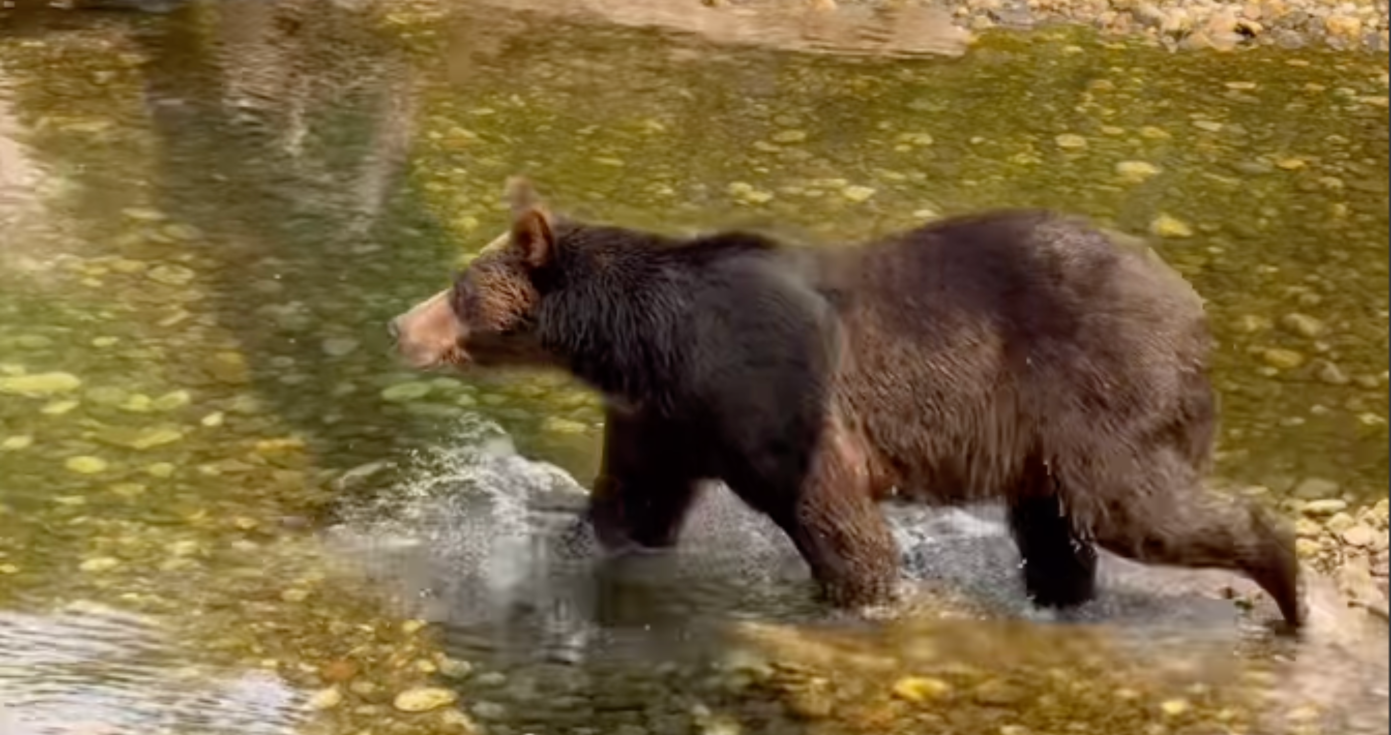 encounter with grizzly