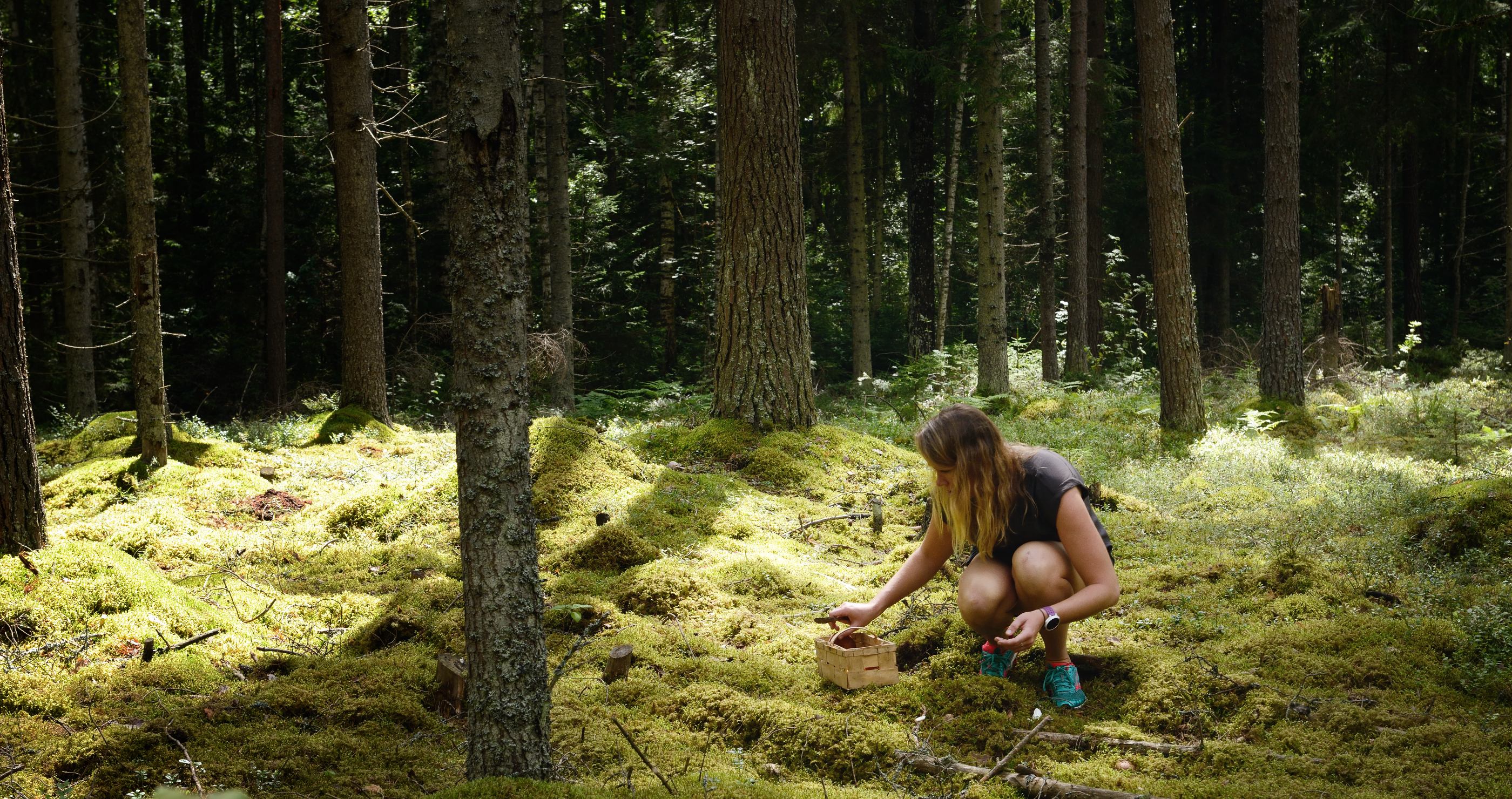 foraging in survival situations