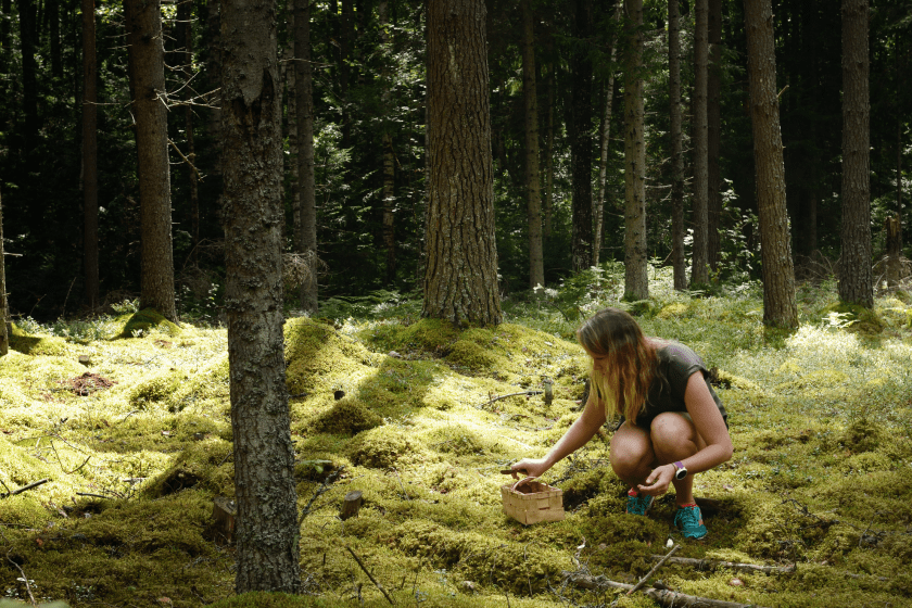foraging in survival situations