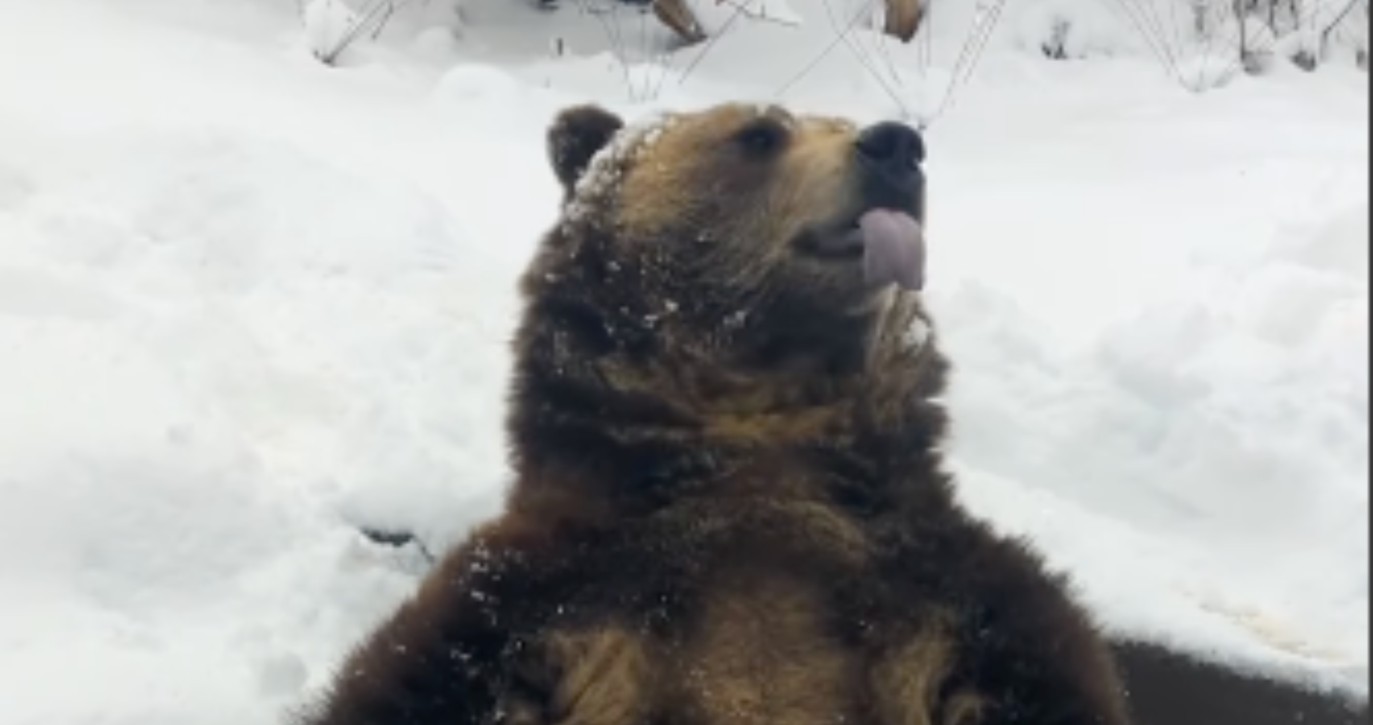 grizzly bear human reaction catching snowflakes with tongue