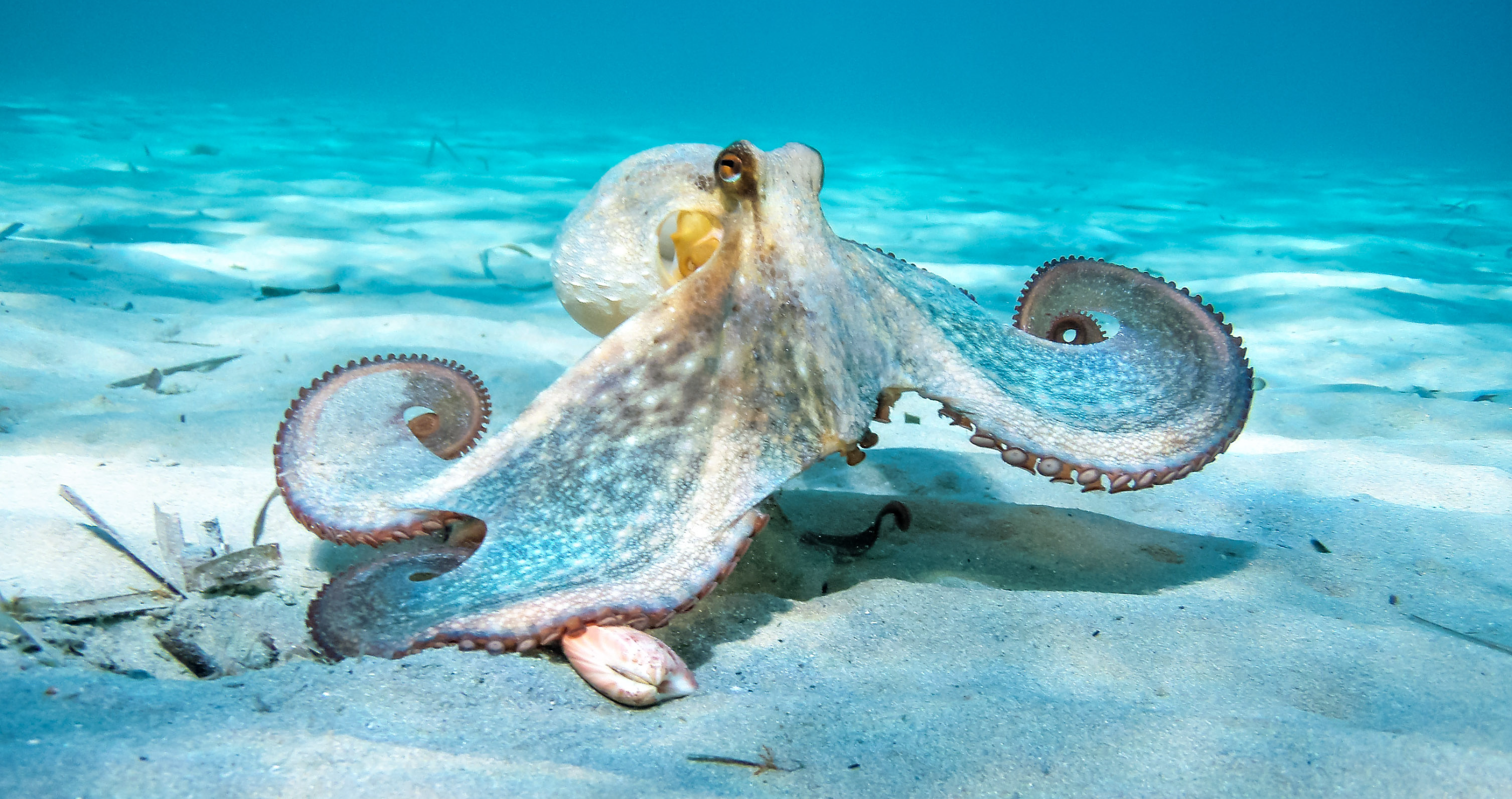 how an octopus will take over the world