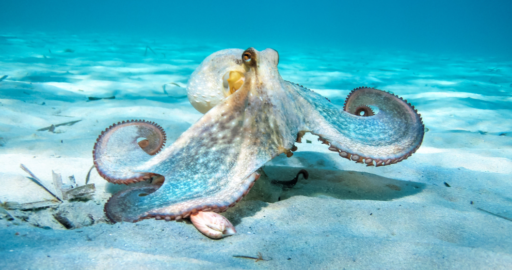 how an octopus will take over the world