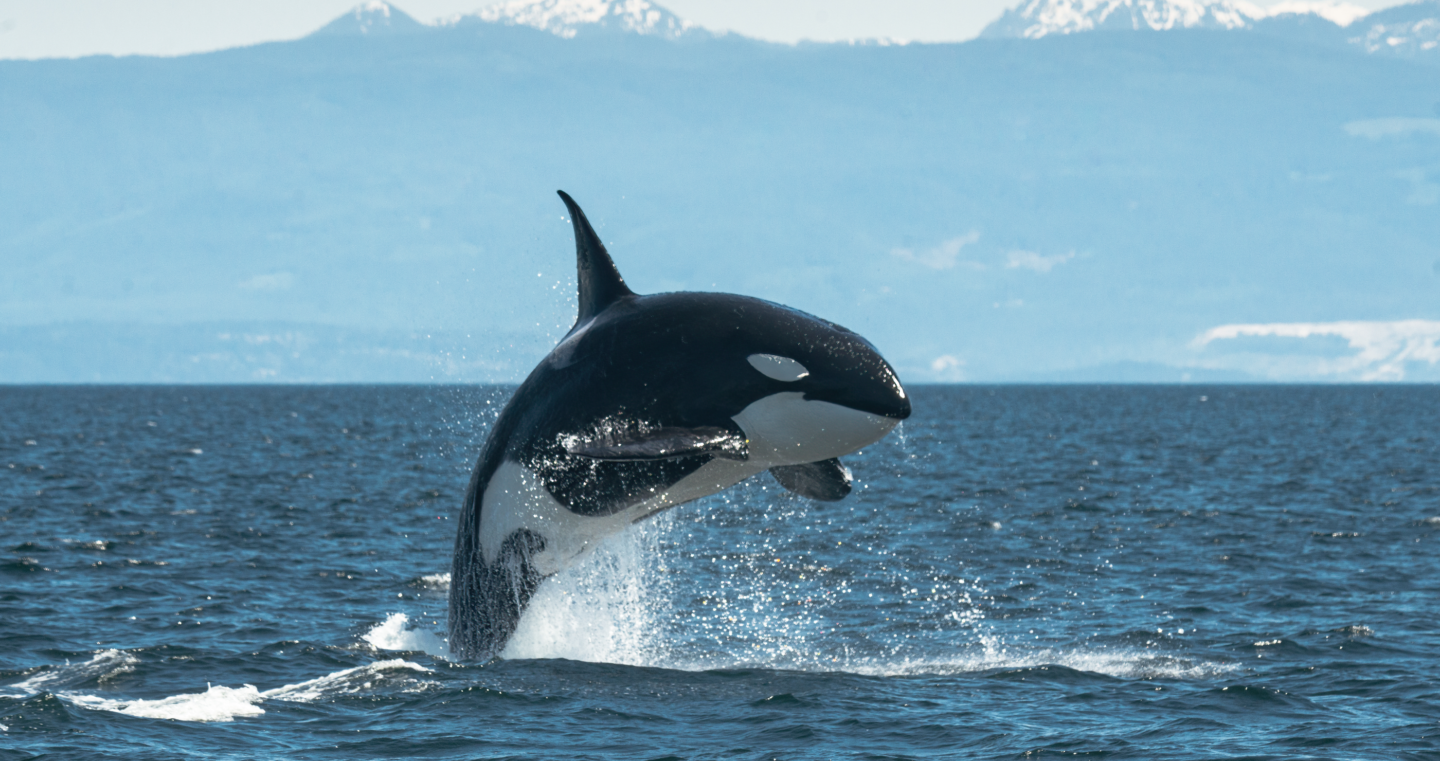 killer whale