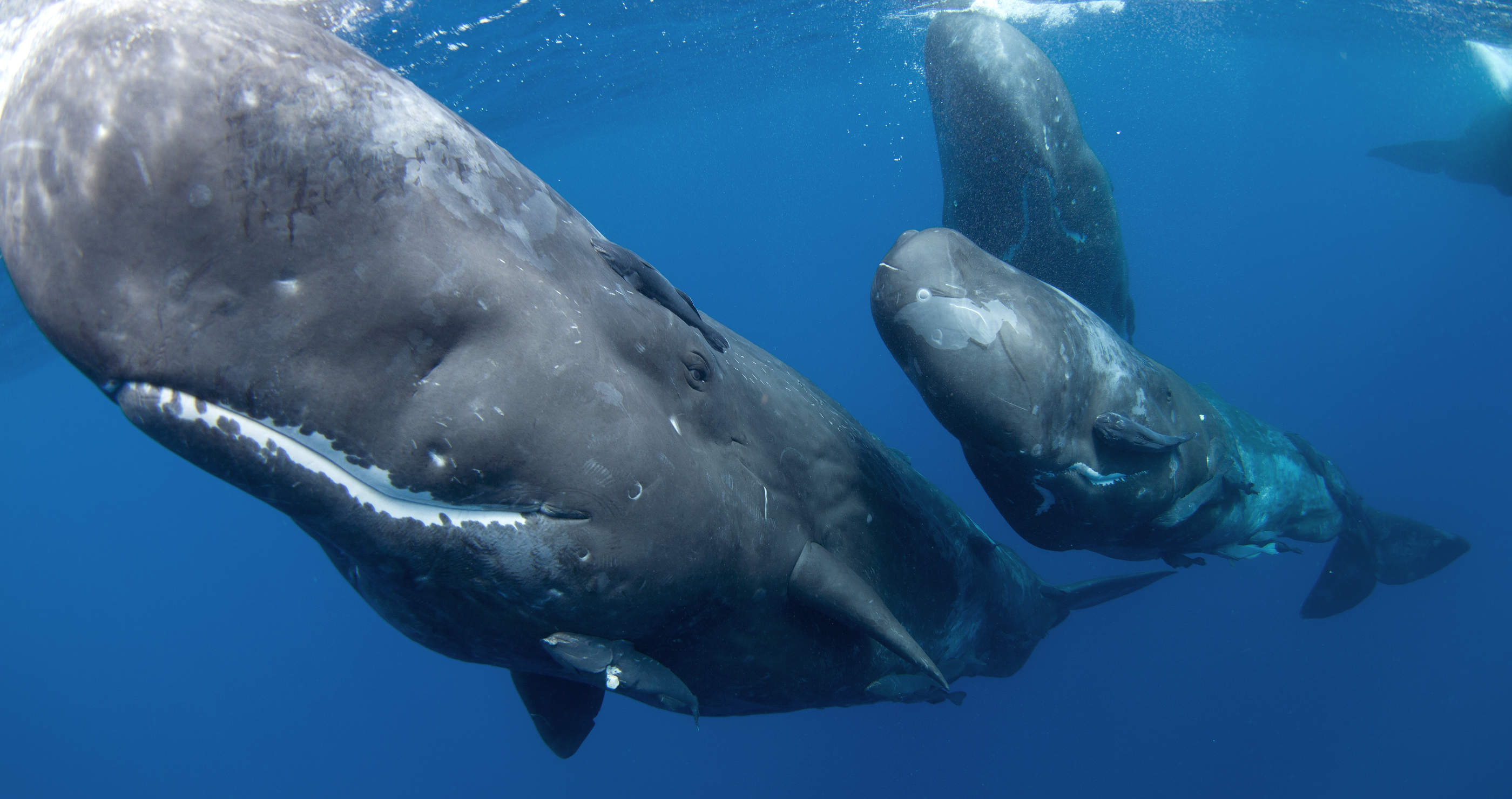 mysterious clicking sound is a giant sperm whale