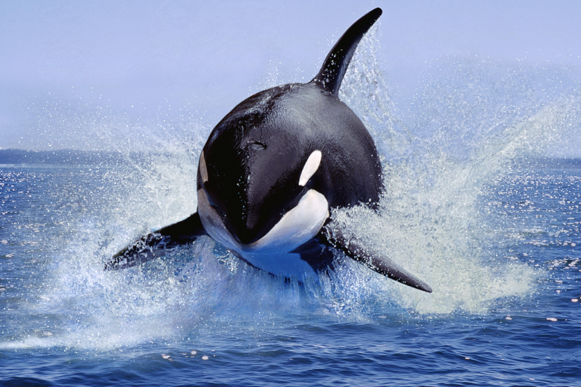 orca launches 20 feet into the air