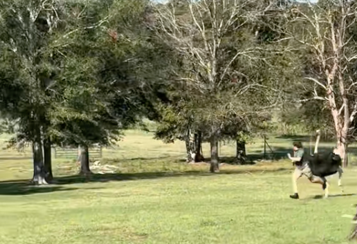 ostrich attacks kid on field trip