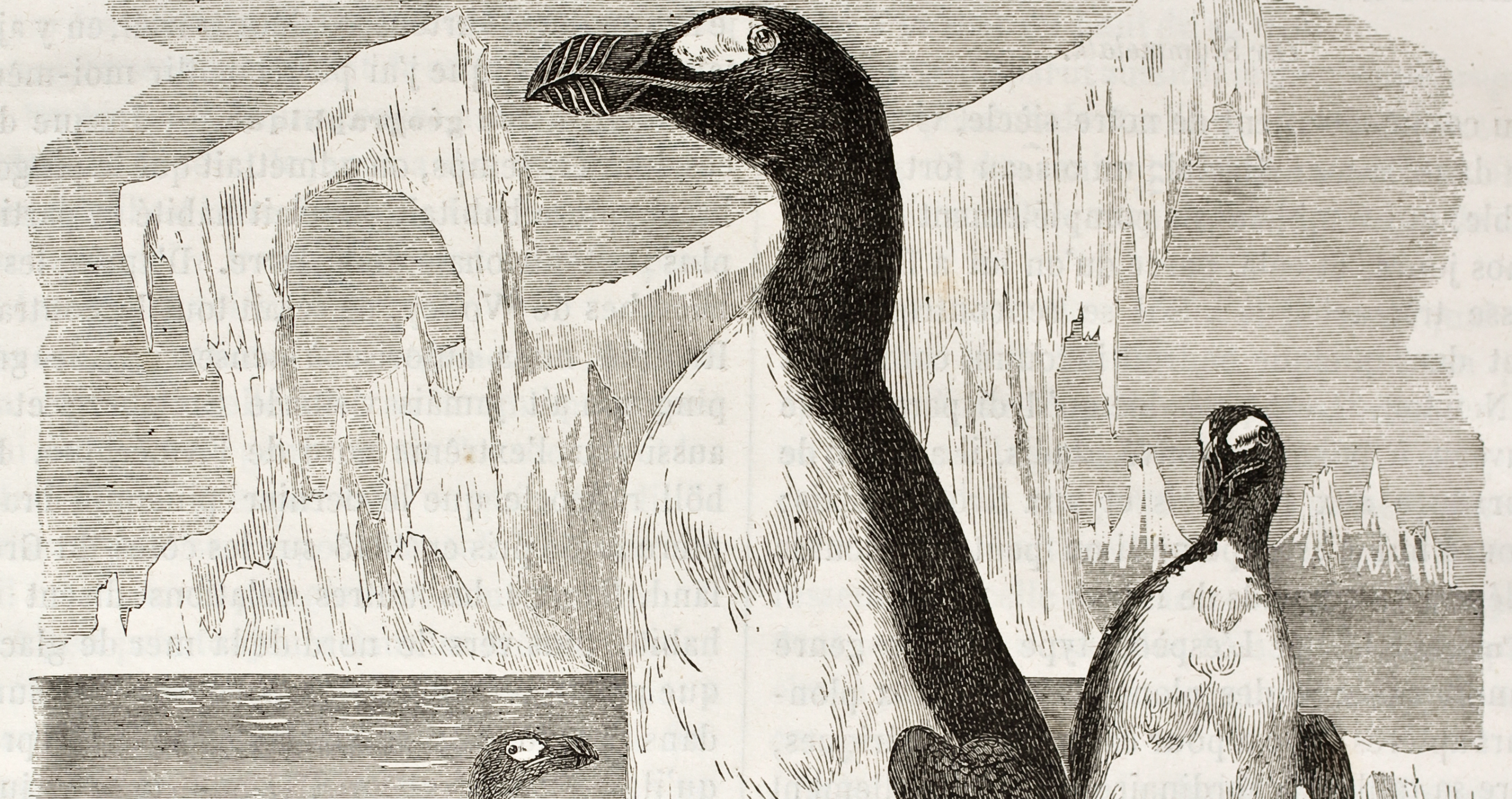 penguins today are not true penguins