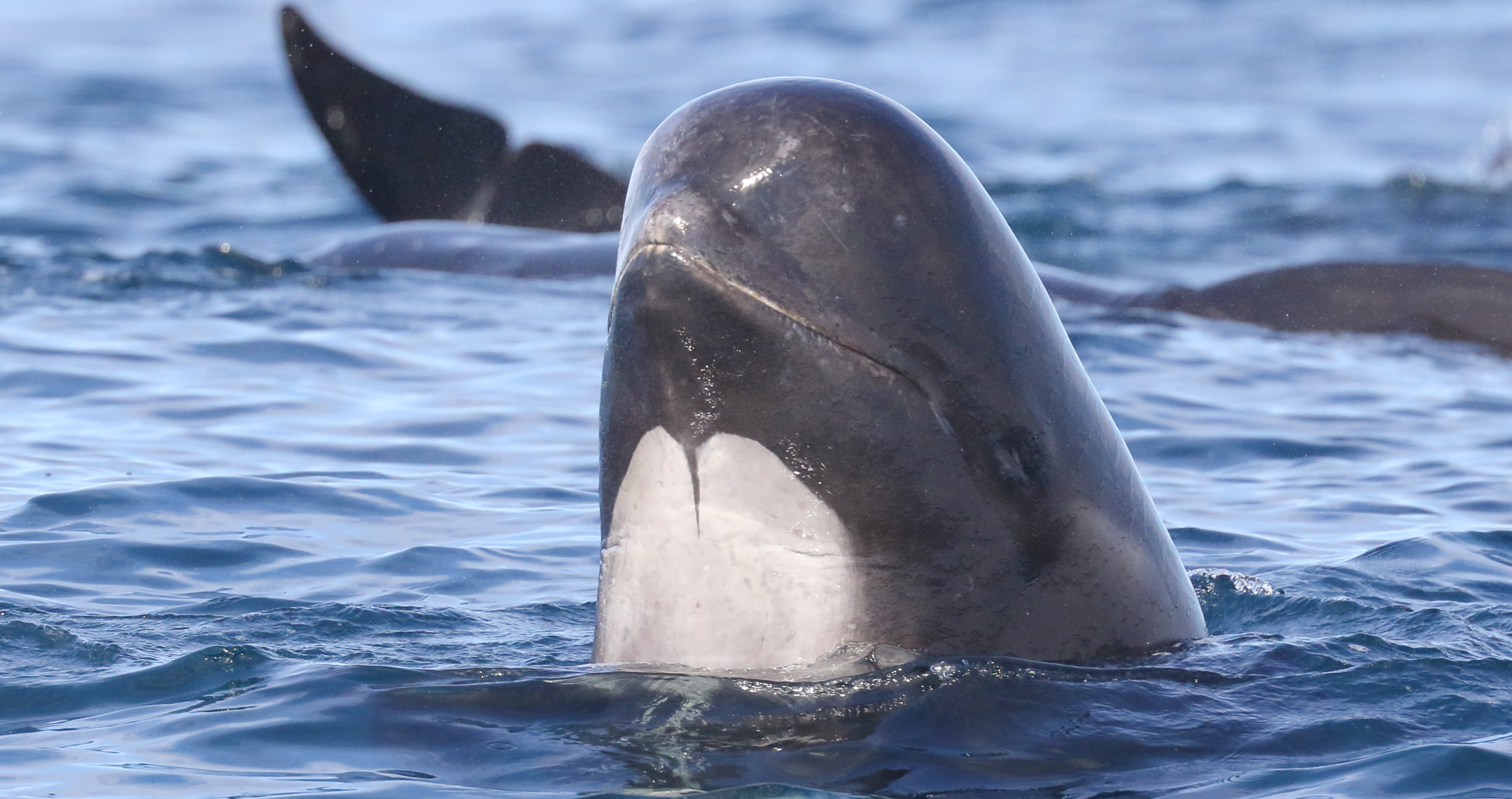 pilot whale in ocean