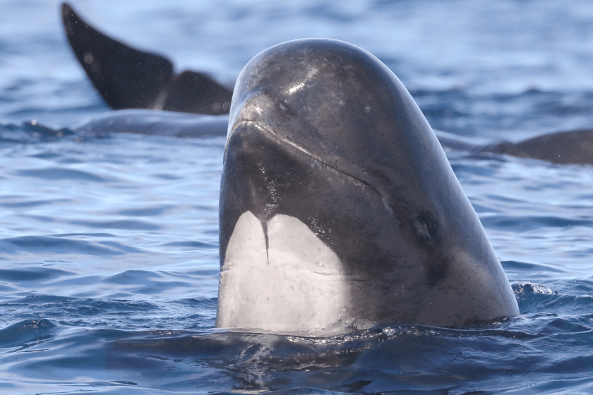 pilot whale in ocean