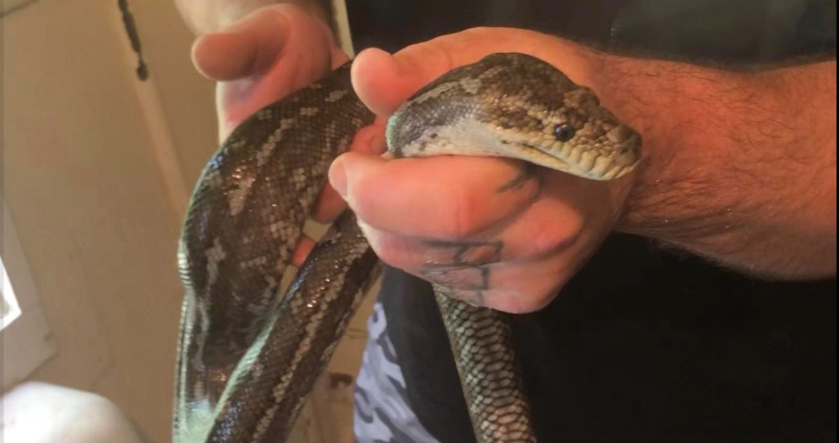 python invades toilet