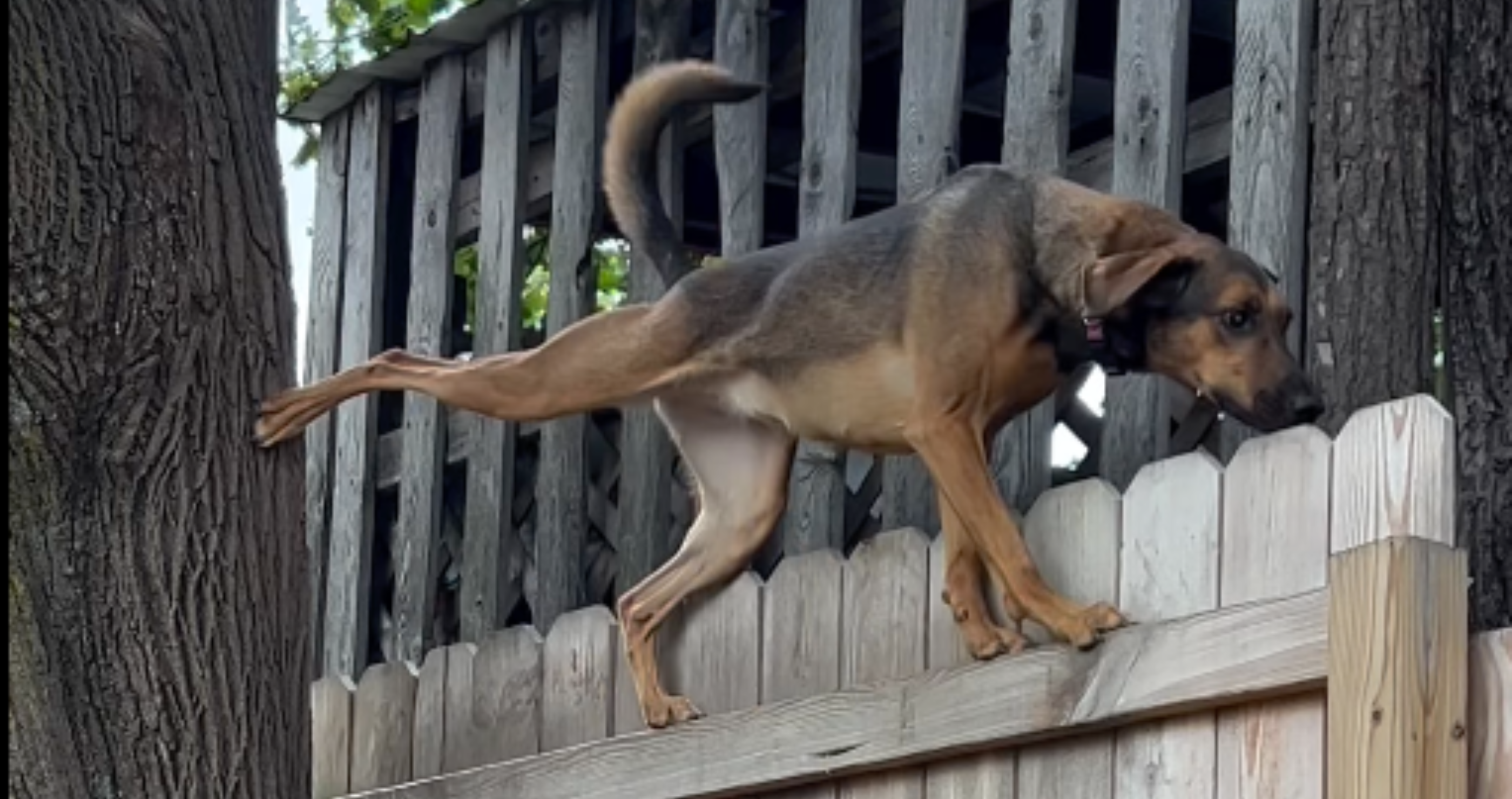 rescue dog has strange but impressive talent