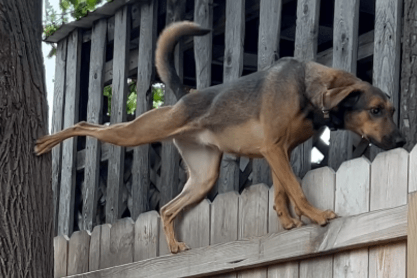 rescue dog has strange but impressive talent