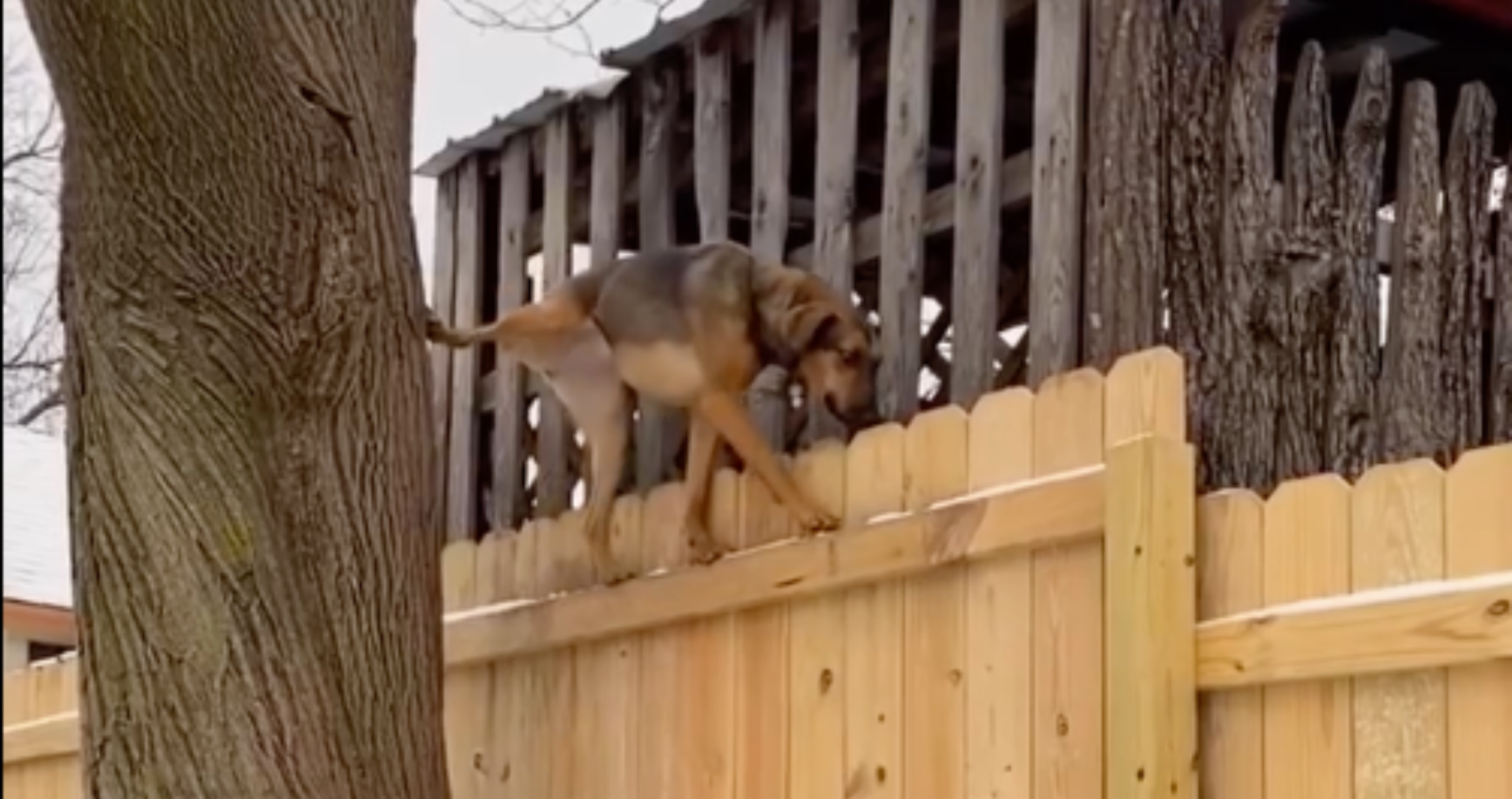 rescue dog impressive talent