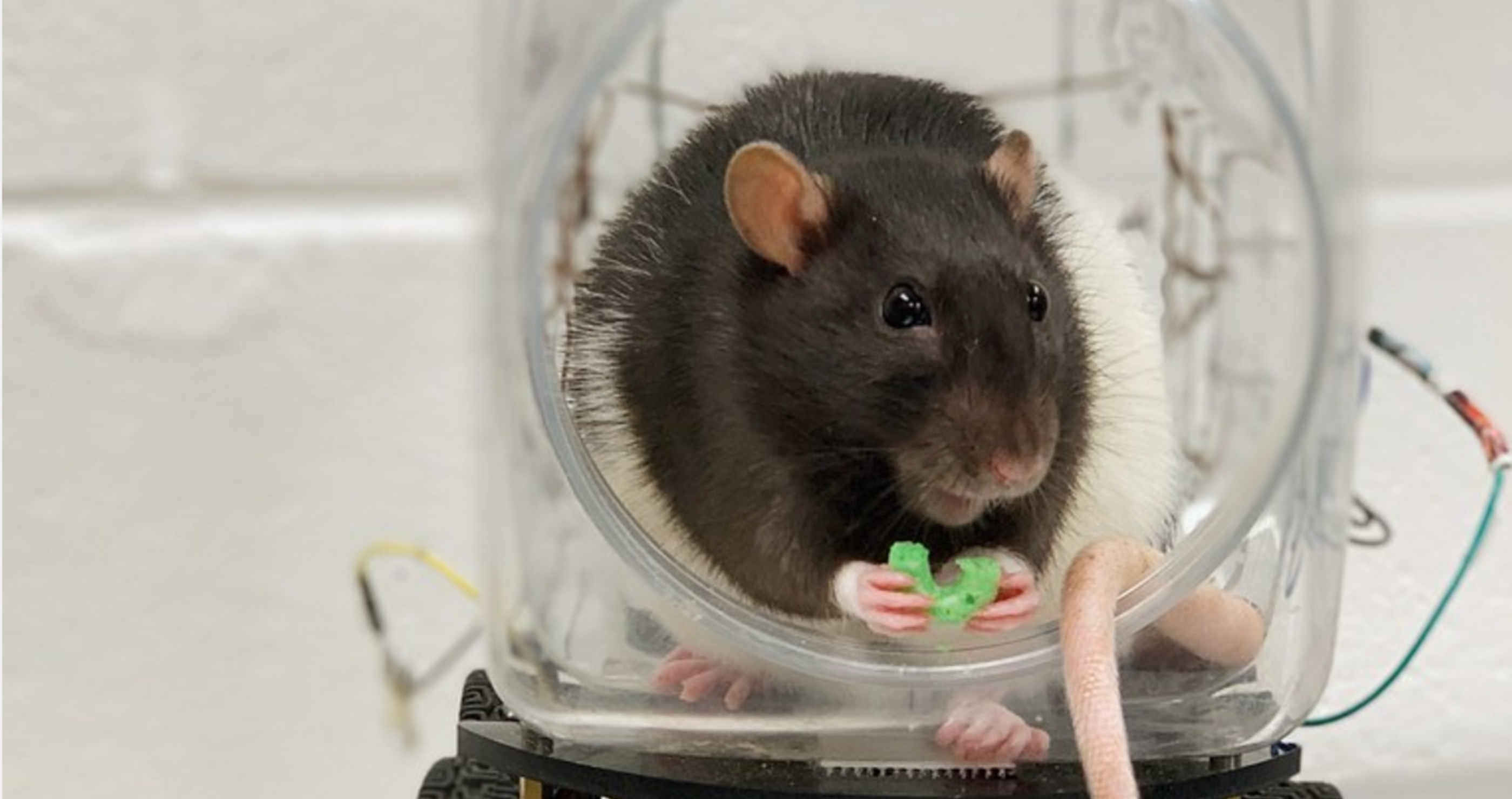 scientists teach rats to drive