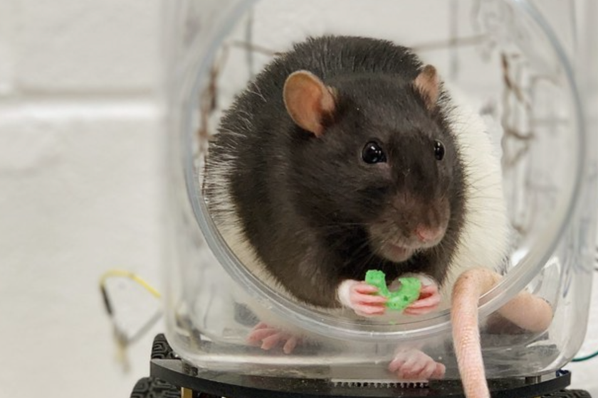 scientists teach rats to drive