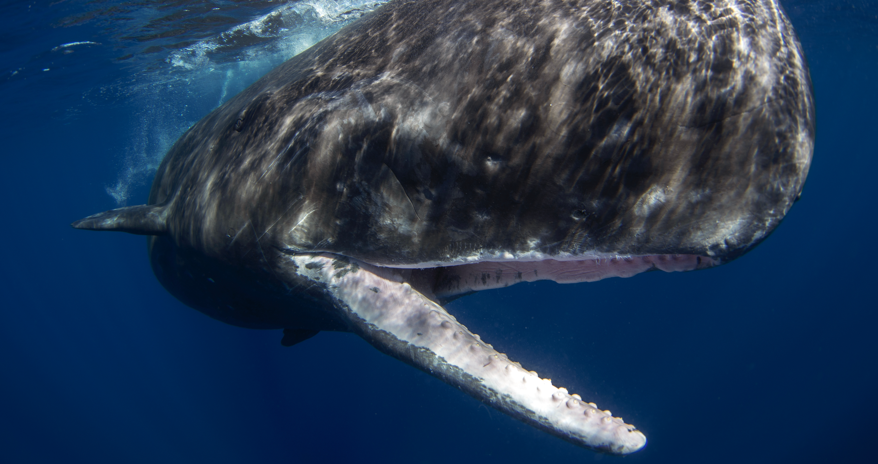 sperm whale is apex predator
