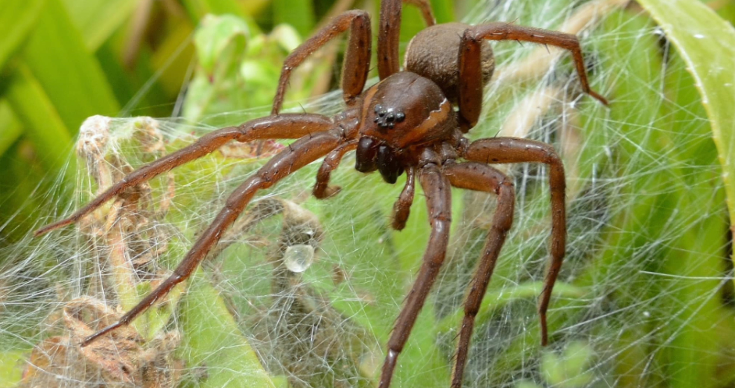 zoo released giant spiders