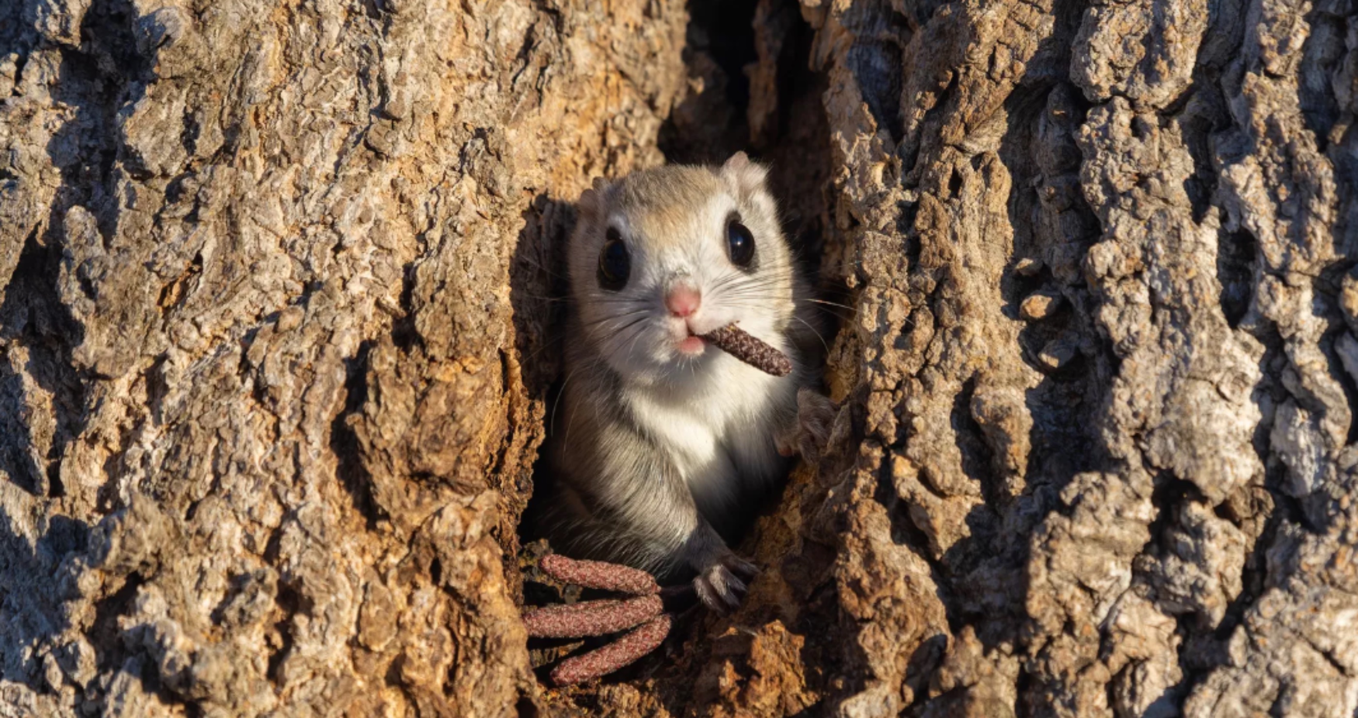Adorable Critter Nikon Competition 
