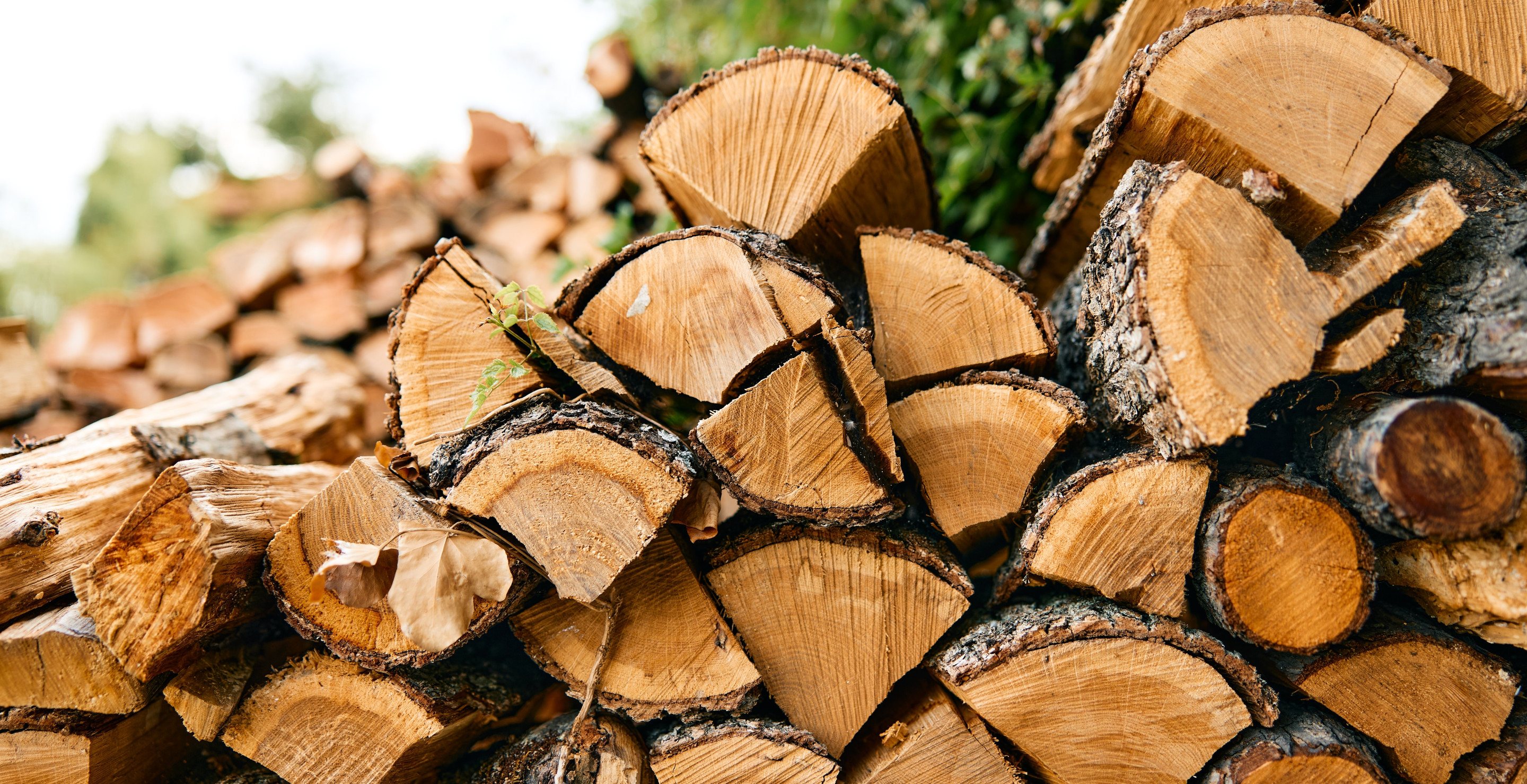 Be Careful Of Firewood Because It Might Be Full Of Invasive Bugs