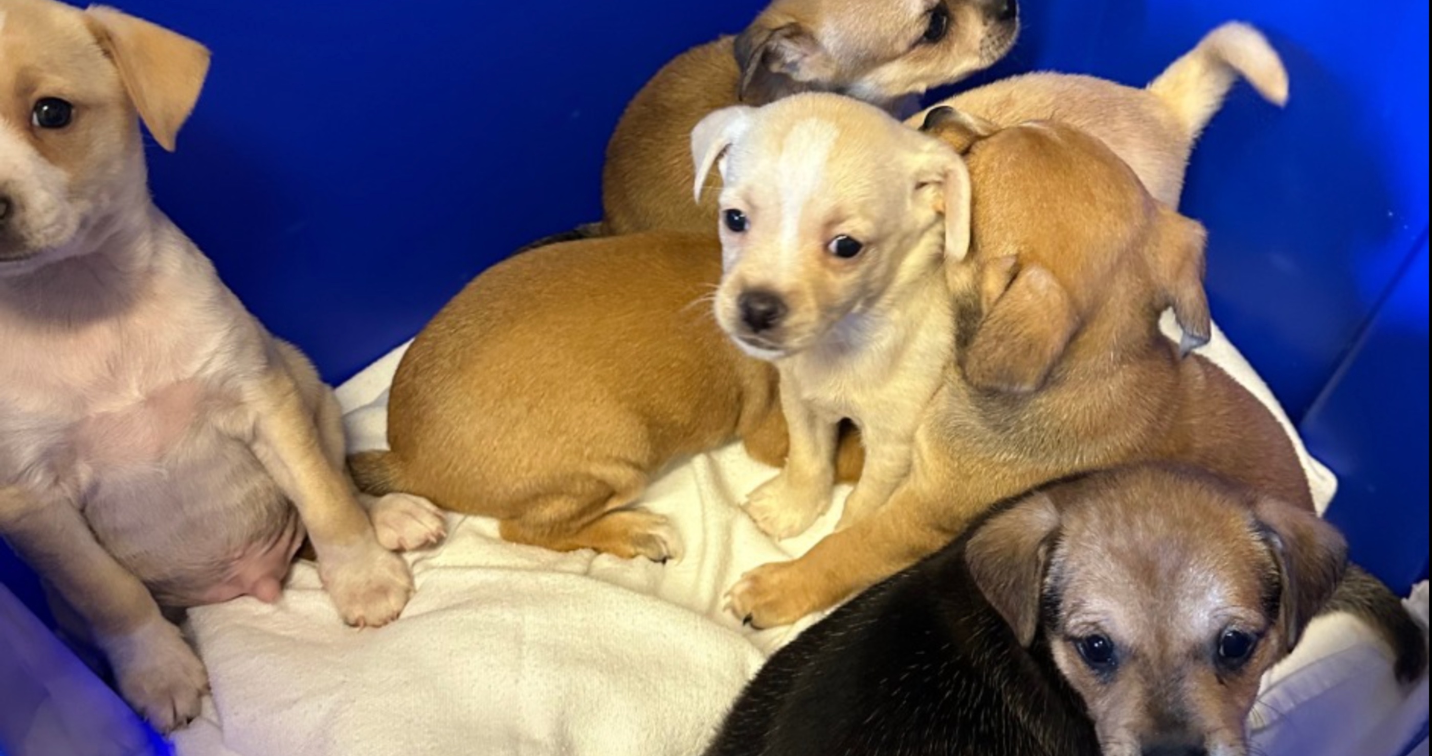 Box of puppies found at bus stop in Oregon