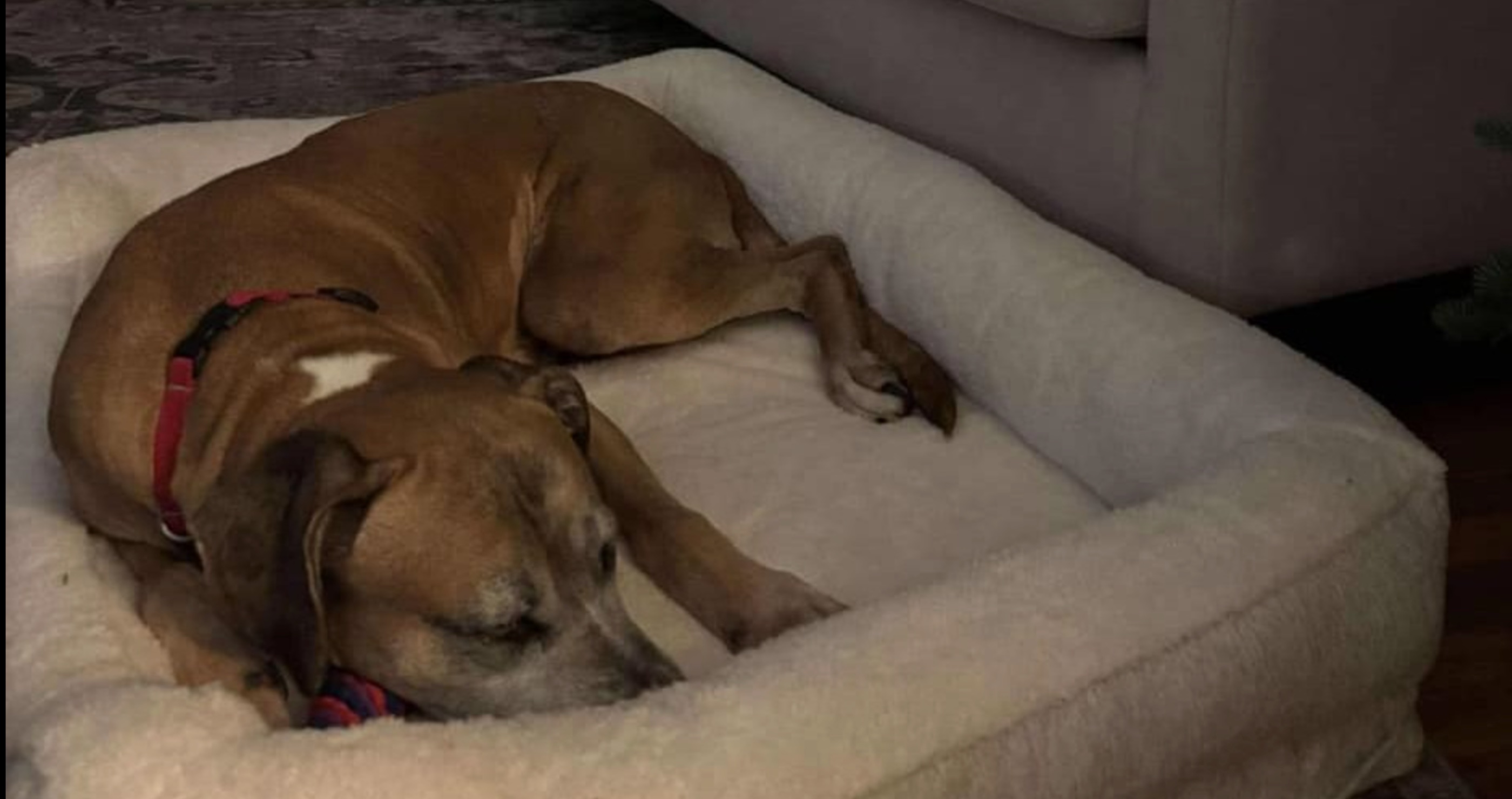 Chessie the dog gets a forever home