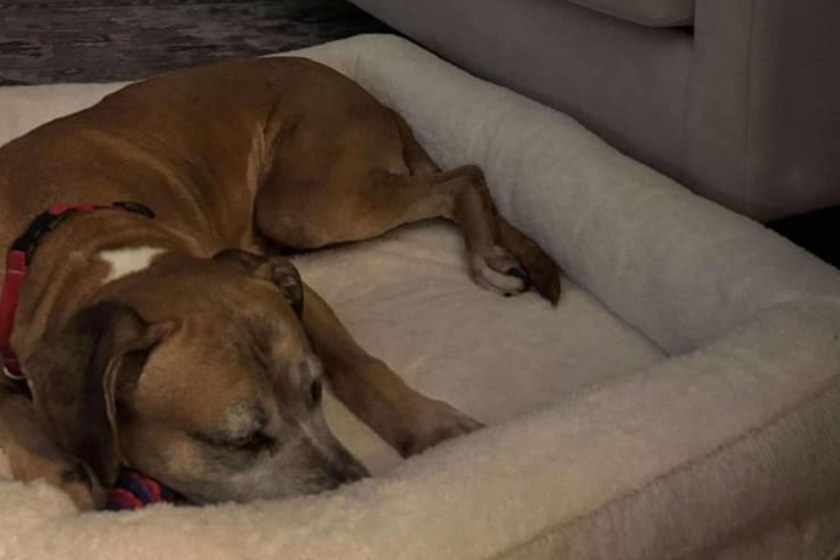 Chessie the dog gets a forever home